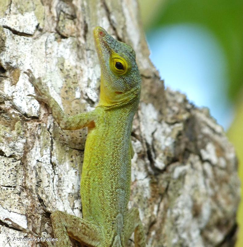 *Ctenonotus ferreus* © Aurélien Miralles