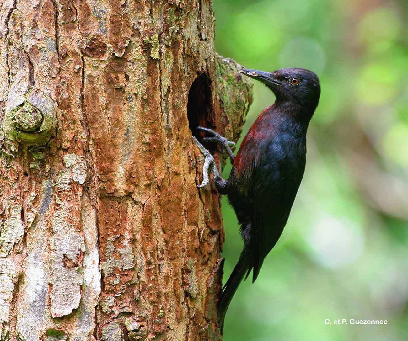 *Melanerpes herminieri* © C. et P. Guezennec - INPN