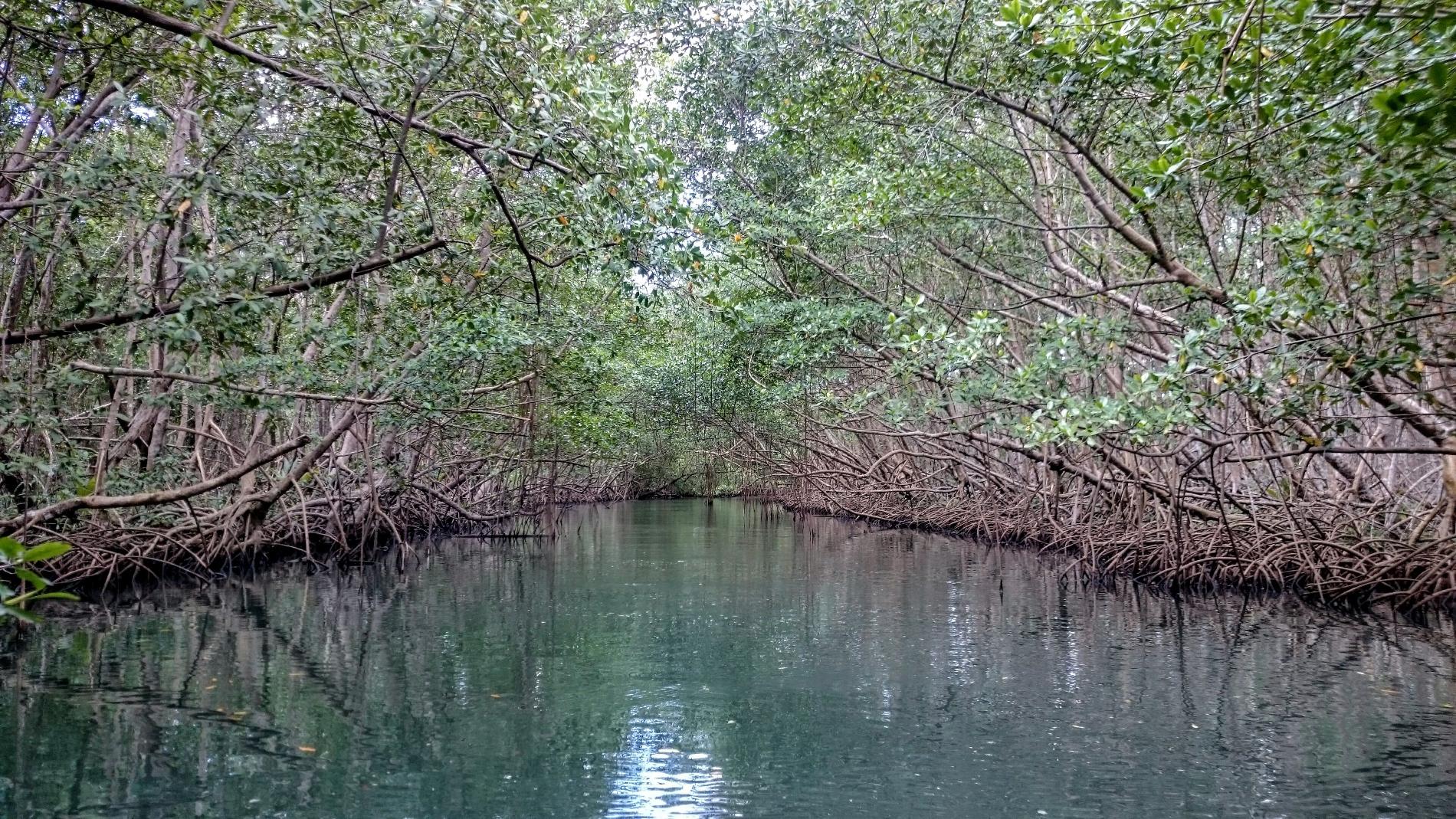 Mangrove de Guadeloupe © Gaëlle Vandersarren - Comité français UICN