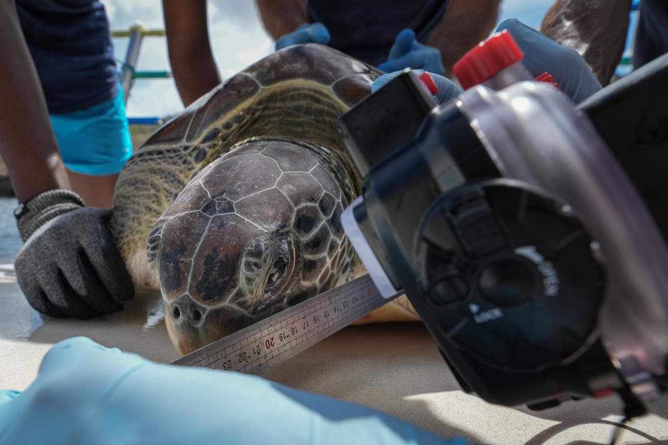 Photo identification d’une tortue verte (*Chelonia mydas*) © Nathalie Aubert