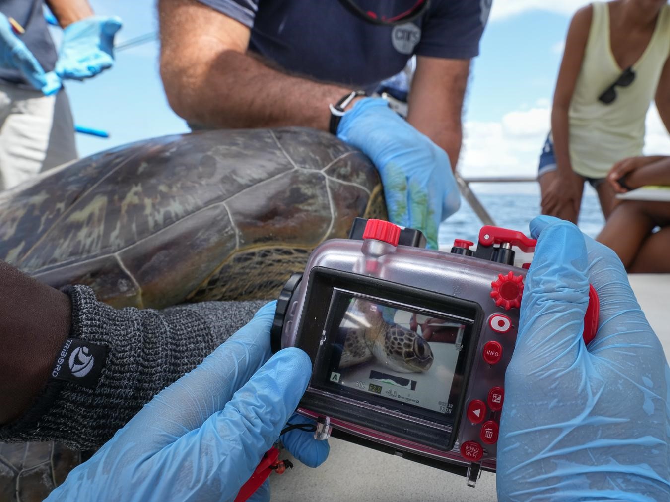 Photo-identification d’une tortue verte (*Chelonia mydas*) © Fabien Lefebvre