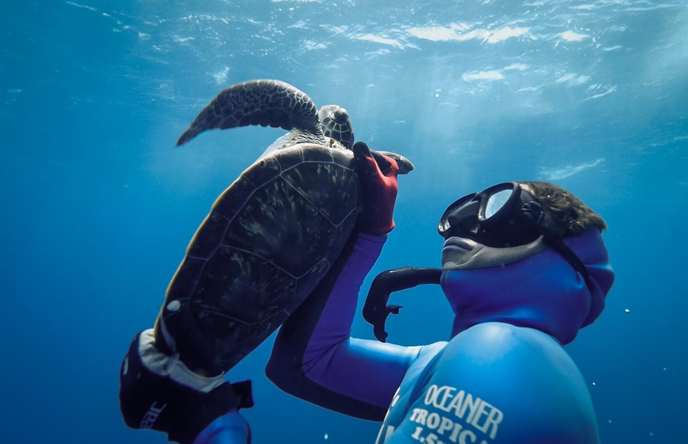 Tortue verte capturée par Sidney (*Chelonia mydas*) © Fabien Lefebvre