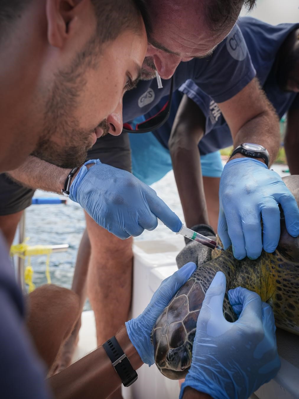 Prélèvement sanguin réalisé par Damien Chevallier et Pierre Lelong sur une tortue verte © Fabien Lefebvre