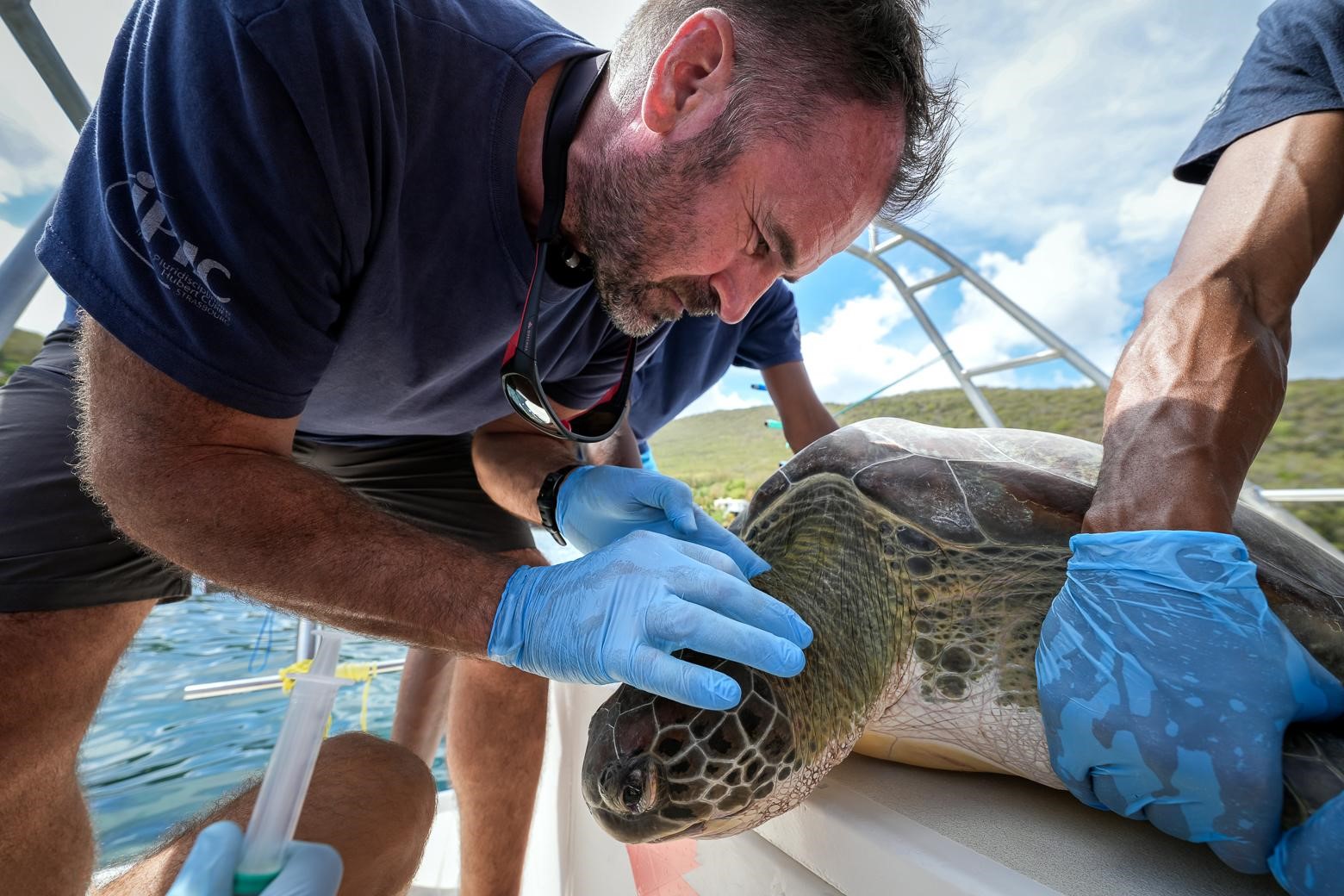 Recherche de la Fibropapillomatose sur tortue verte (*Chelonia mydas*) © Fabien Lefebvre