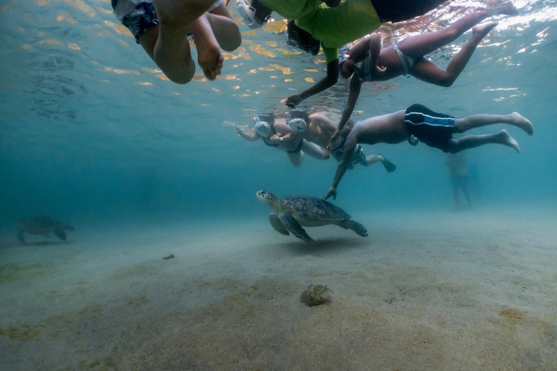 Harcèlement d’une tortue verte (*Chelonia mydas*) © Fabien Lefebvre