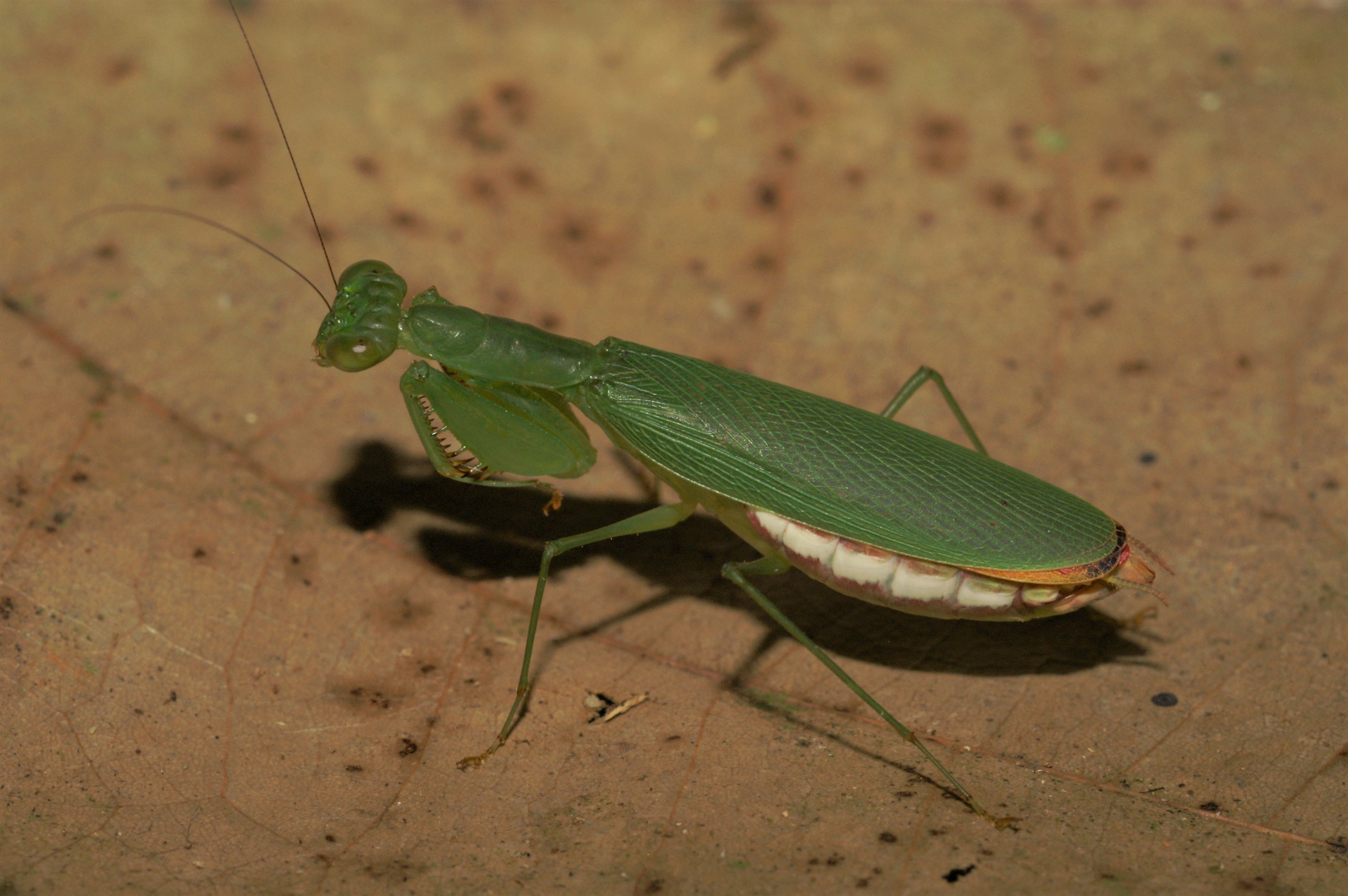 Femelle *Tithrone roseipennis* à Papaïchton (Guyane) © Nicolas Moulin