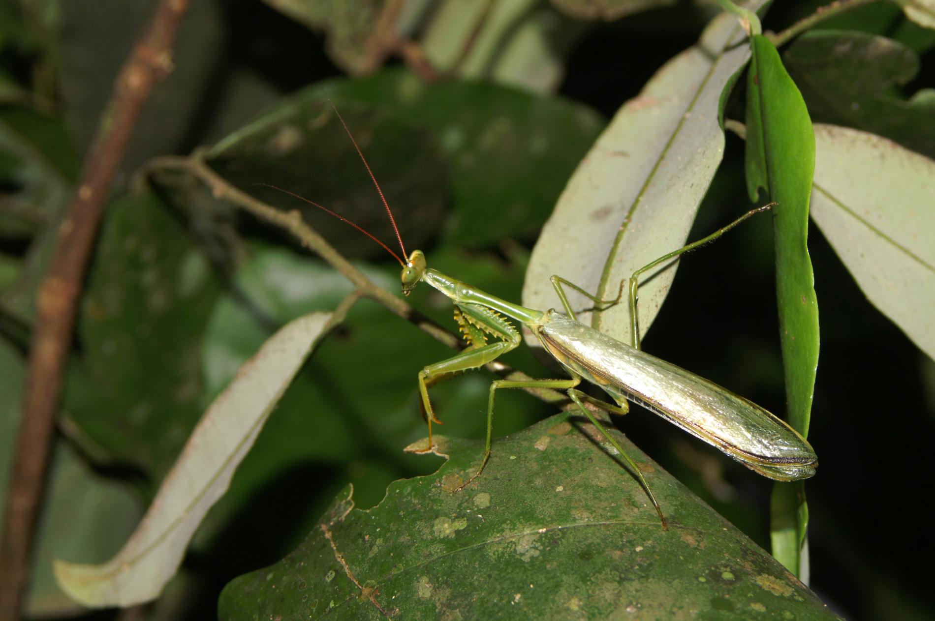 Mâle *Cardioptera squalodon*, dont on ne connait pas la femelle, Papaïchton (Guyane) © Nicolas Moulin