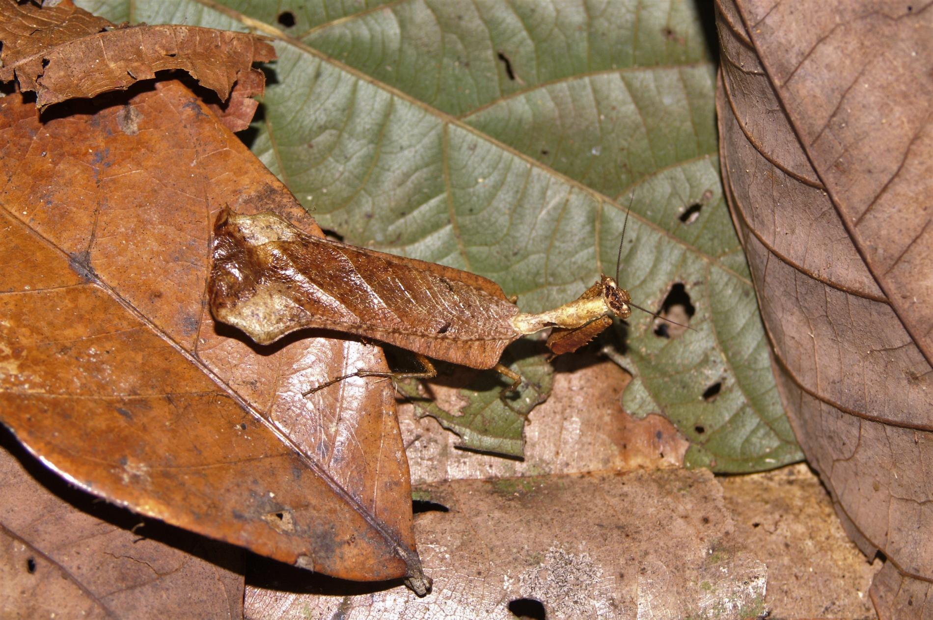 *Pseudacanthops spinulosus* mâle, Papaïchton (Guyane) © Nicolas Moulin