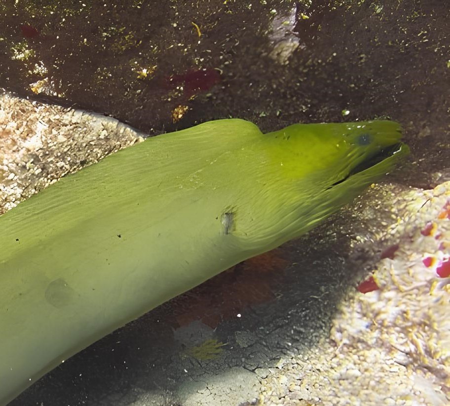 La Murène verte (*Gymnothorax funebris*) © Karl Questel