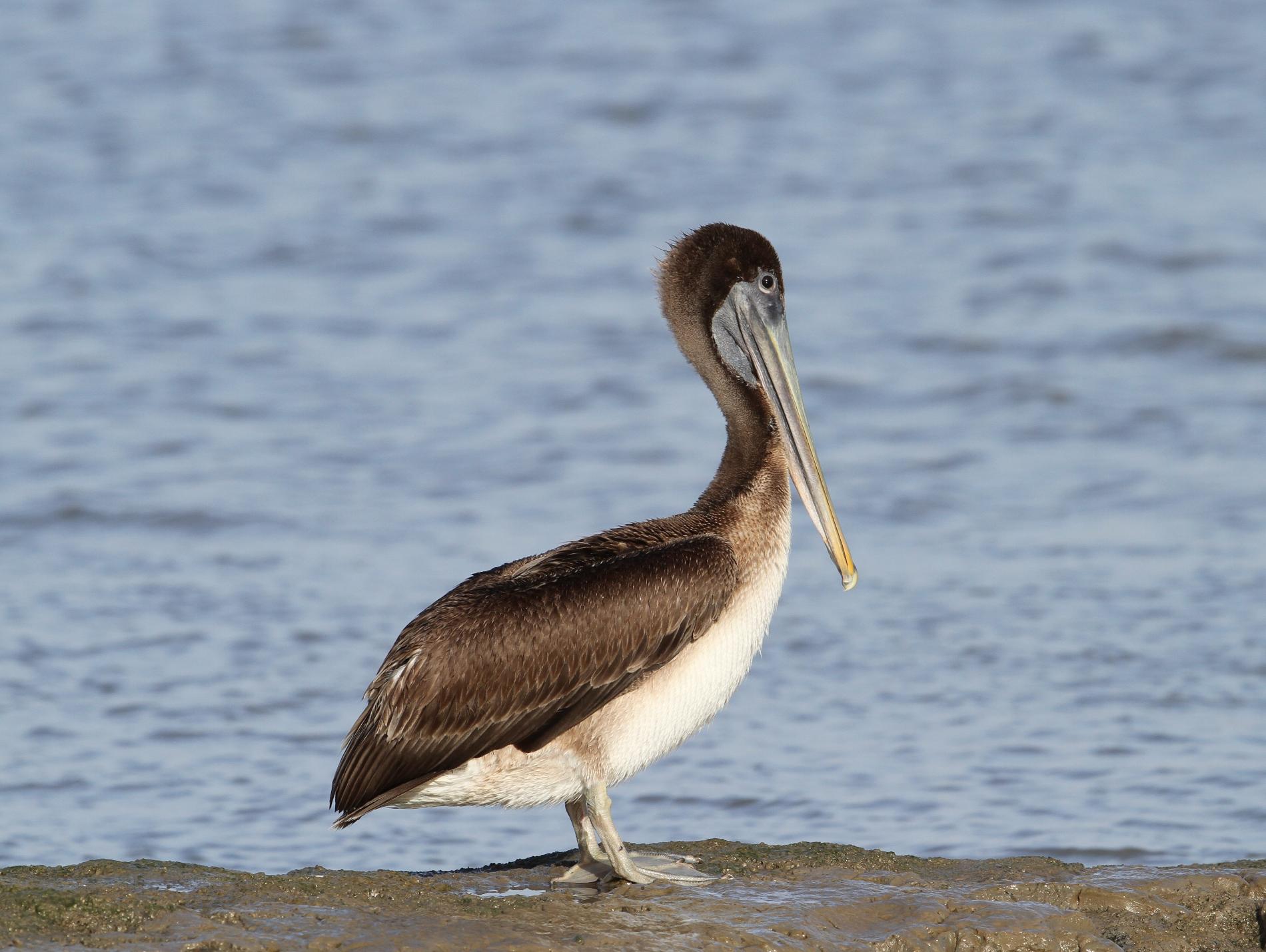 Le Pélican brun (*Pelecanus occidentalis*) © R. Jantot