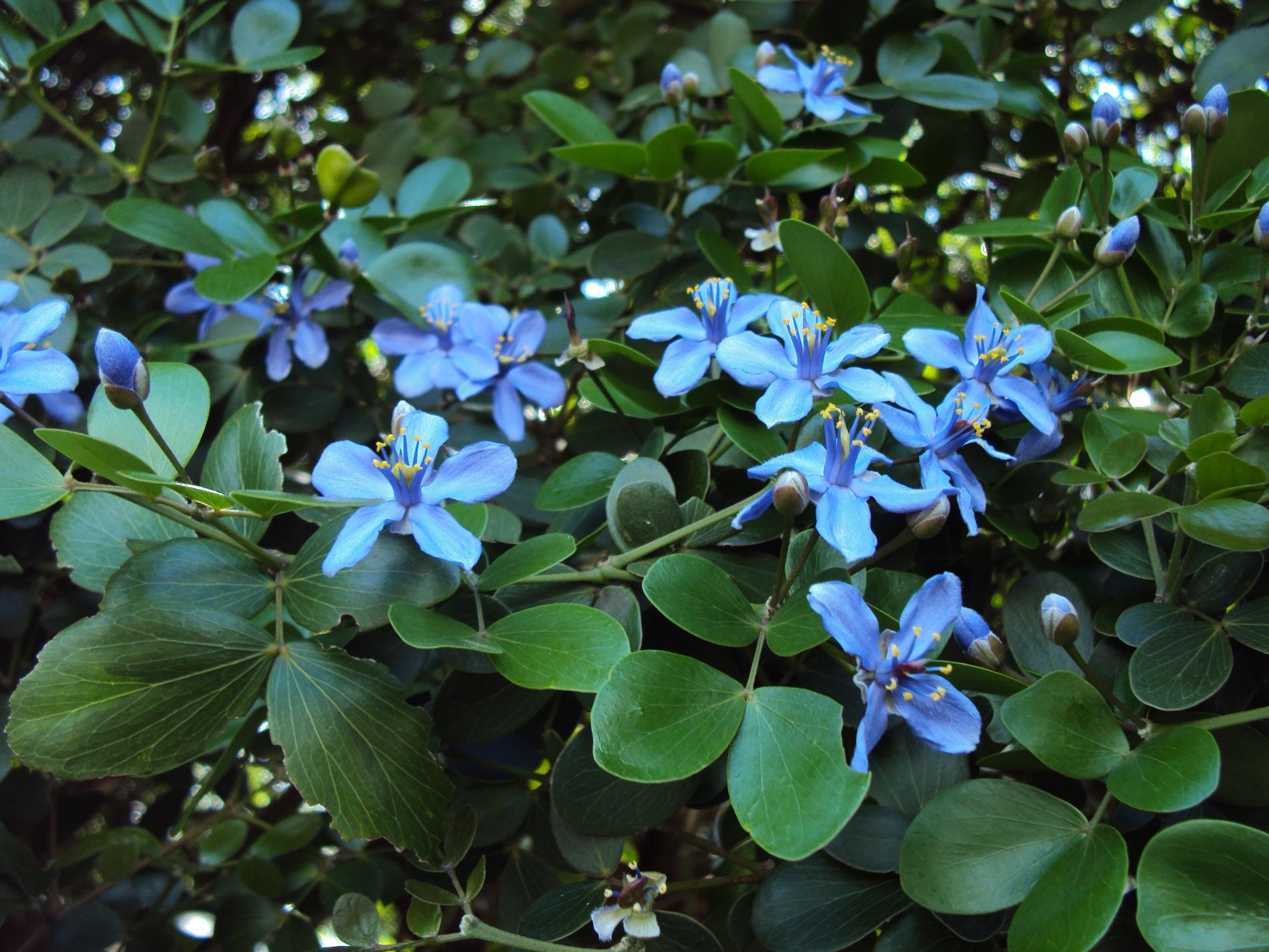 Le Gaïac (Guaiacum officinale) © C. Delnatte