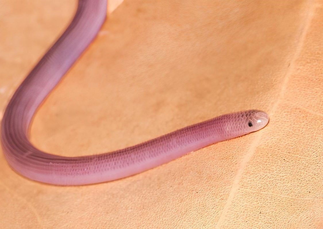 Le Typhlops de Saint-Barthélemy (*Antillotyphlops annae*) © Karl Questel