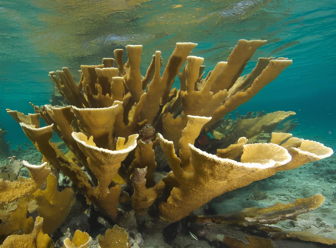 Le corail corne d’élan (*Acropora palmata*) © Sébastien Gréaux