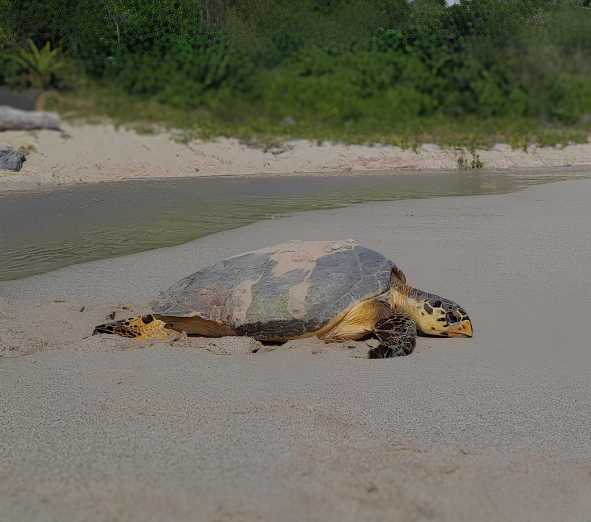 Tortue imbriquée (*Eretmochelys imbricata*) © ATE