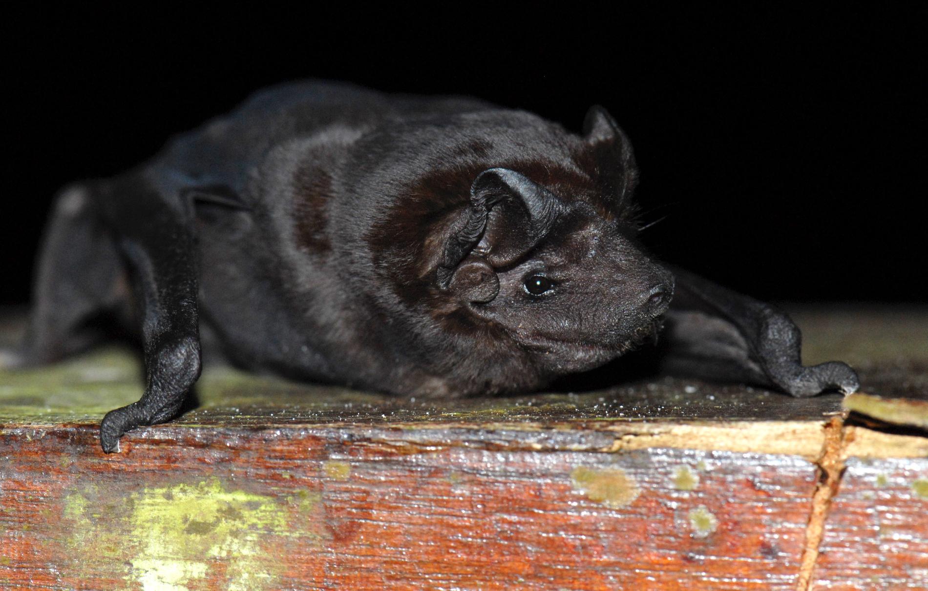 Le Molosse commun (Molossus molossus) © Gérard Issartel