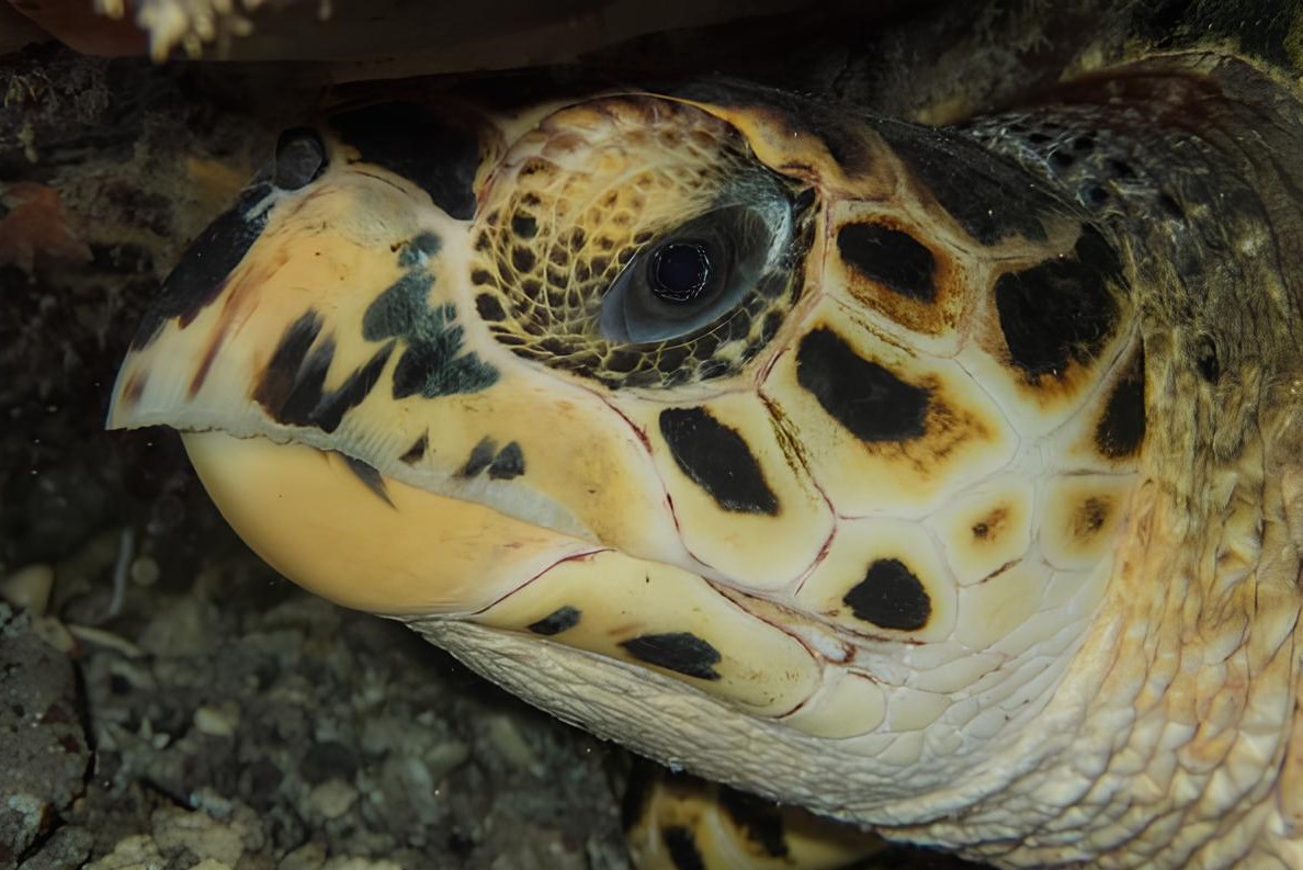 Tortue imbriquée © Karl Questel