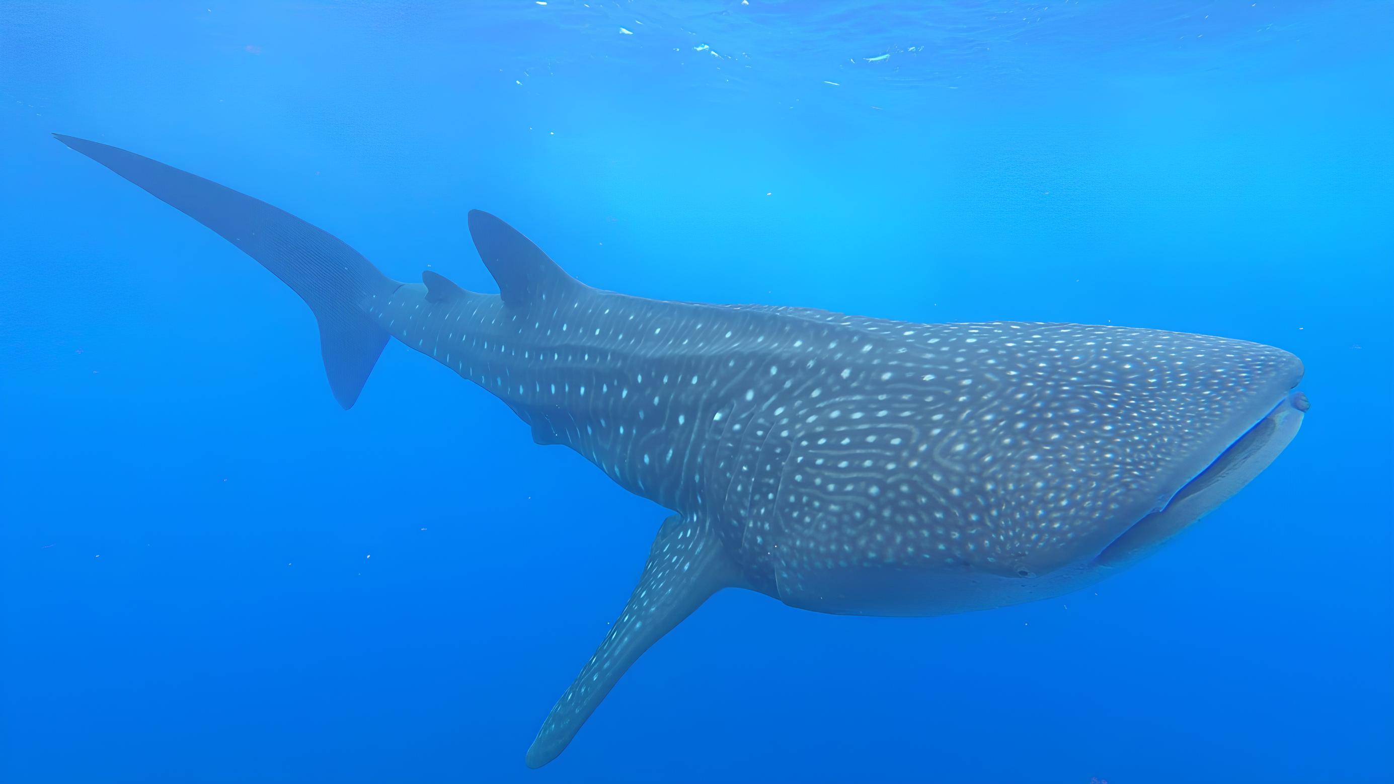 Requin baleine dans les eaux de l’archipel des Mascareignes © ARBRE