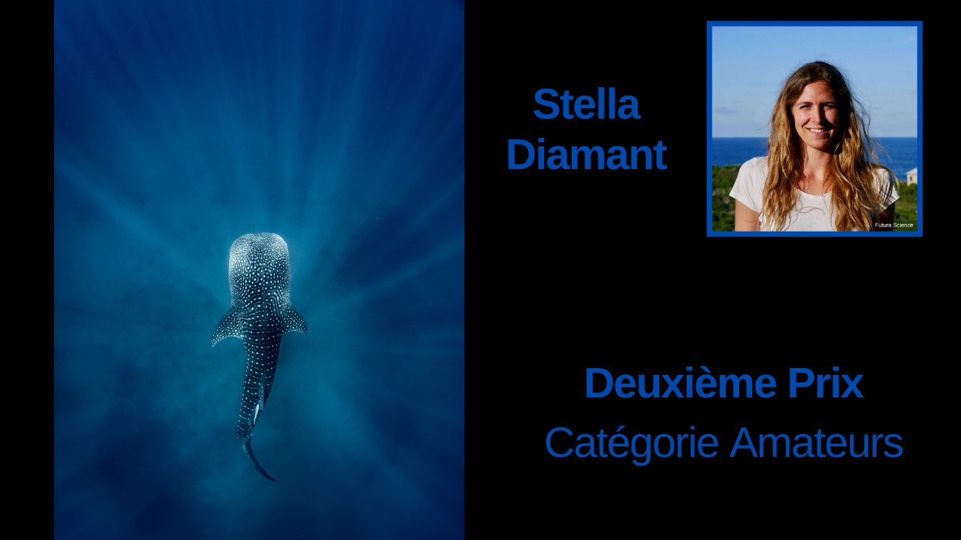 Requin baleine © Stella Diamant