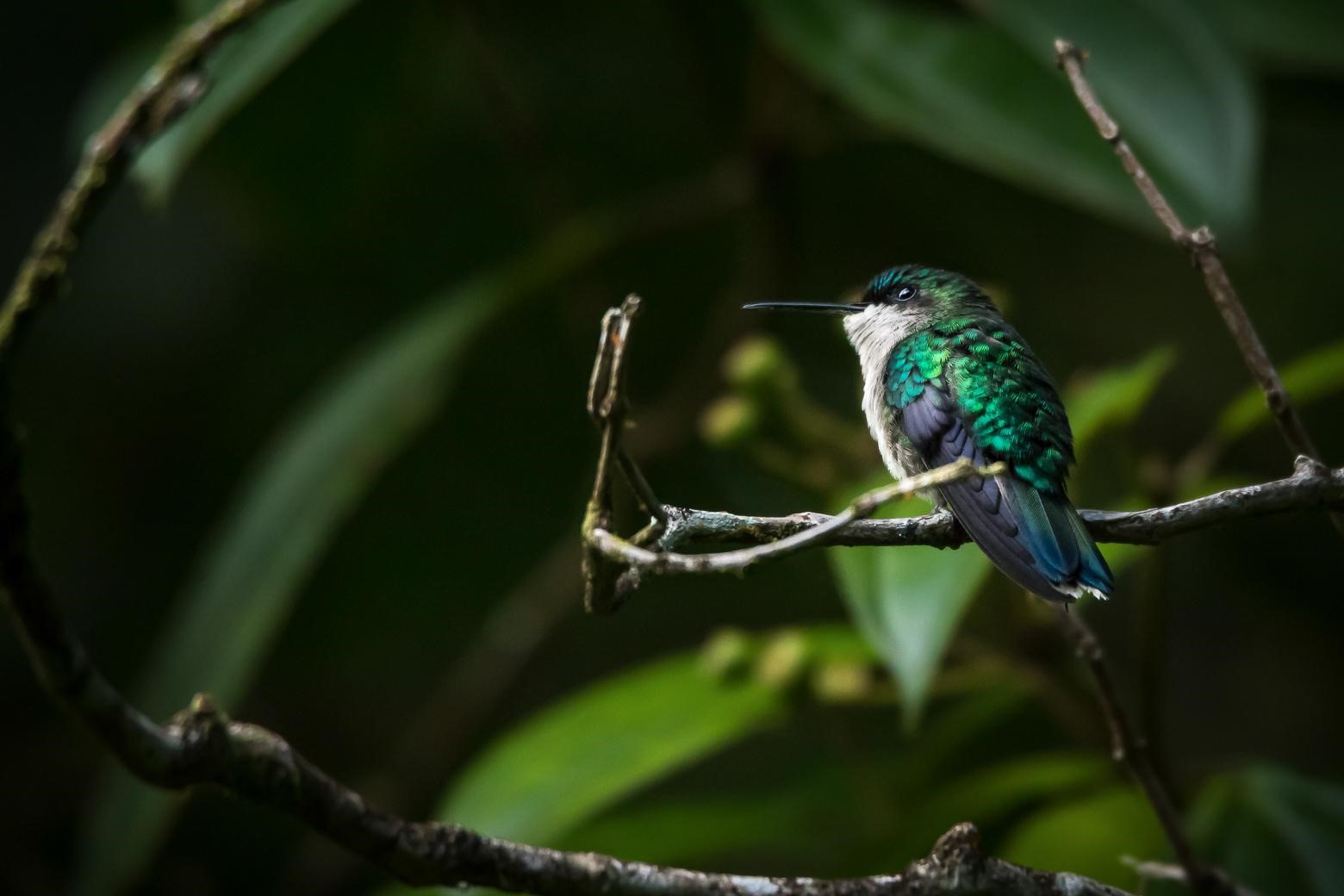 Colibri à tête bleue femelle (*Cyanophaia bicolor*) © Fabien Lefebvre