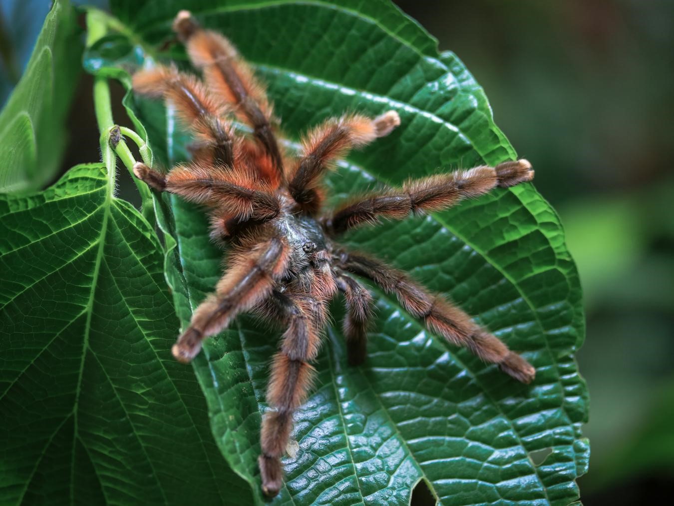 Matoutou falaise (*Caribena versicolor*) © Fabien Lefebvre