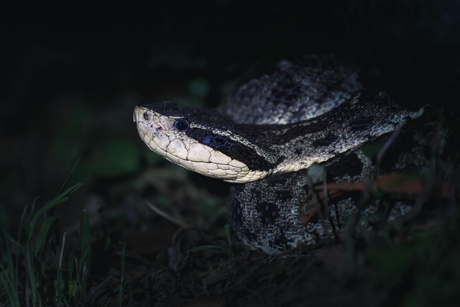 Trigonocéphale connu aussi sous le nom de Bothrops fer-de-lance (*Bothrops Lanceolatus*) © Fabien Lefebvre 