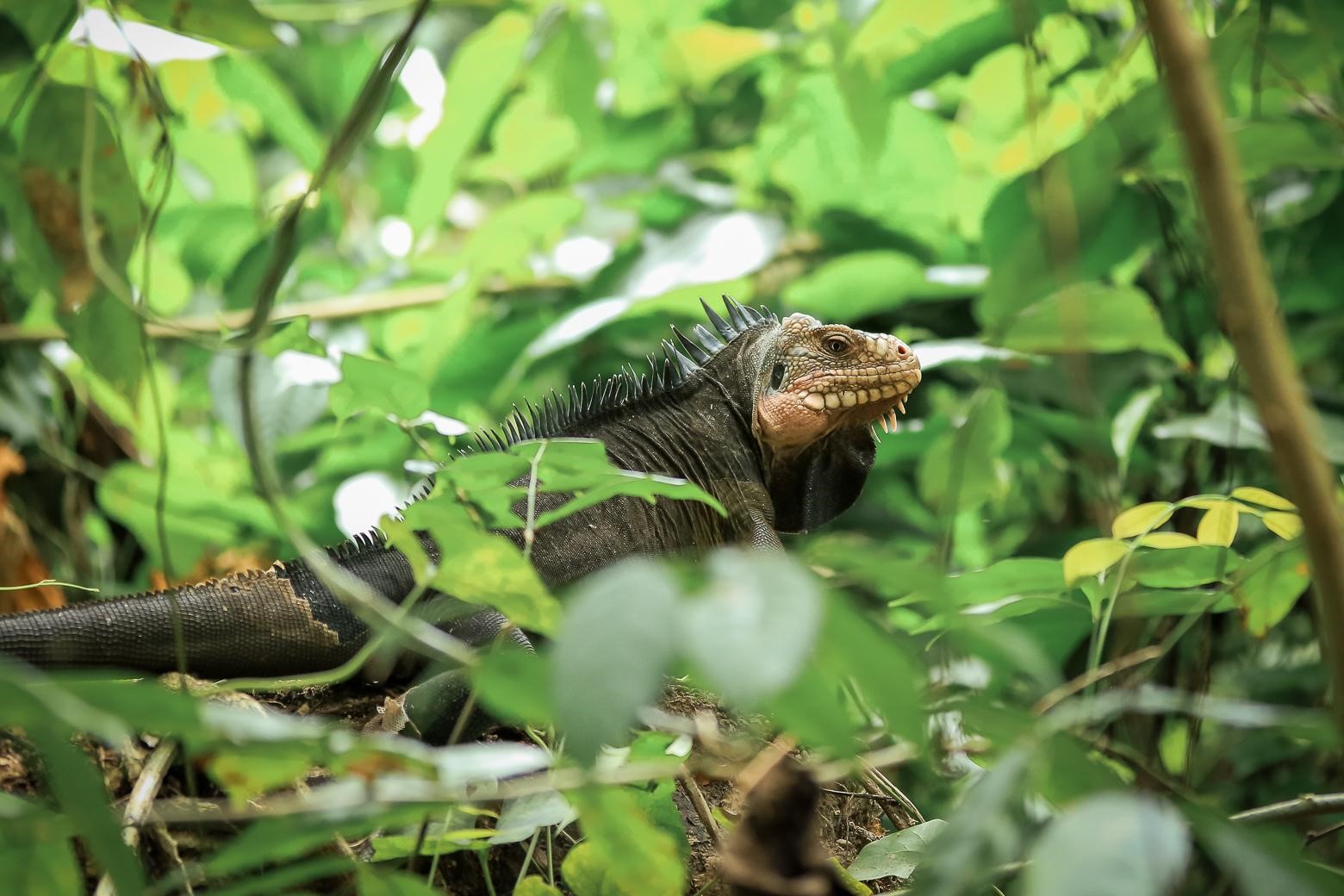 Iguane des Petites Antilles (*Iguana delicatissima*) © Fabien Lefebvre
