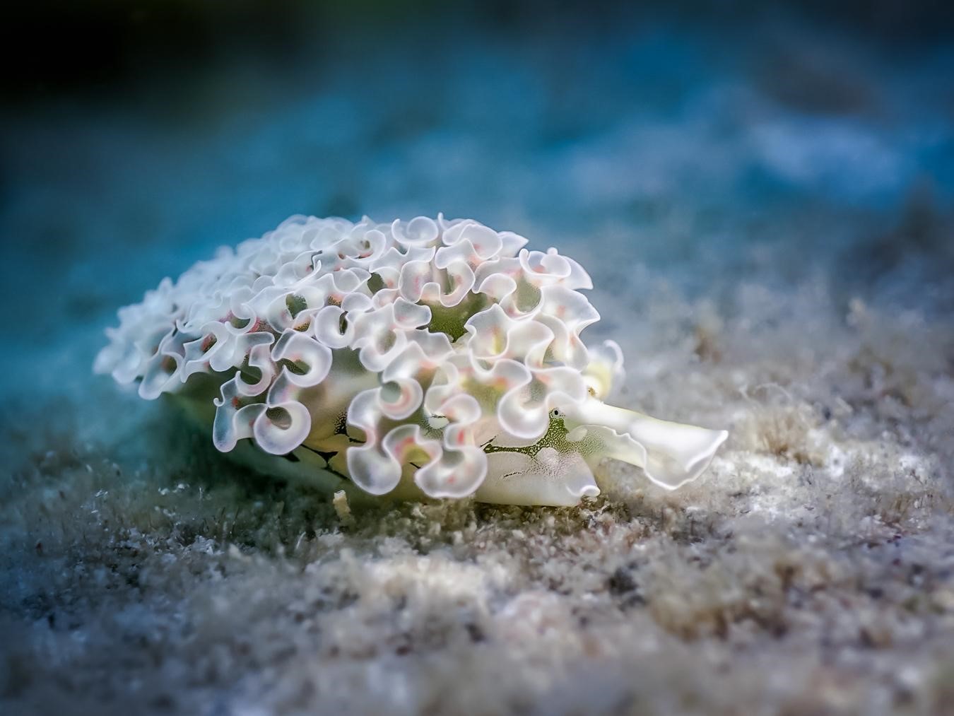 Limace de mer frisée (*Elysia crispata*) © Fabien Lefebvre