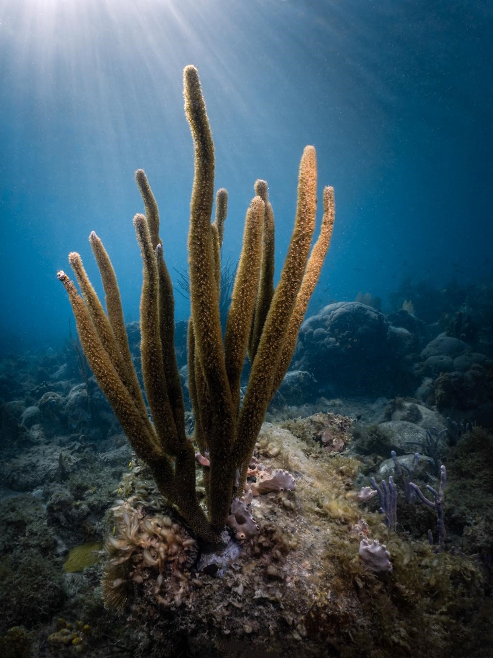 Corail (espèce non identifiée) © Fabien Lefebvre