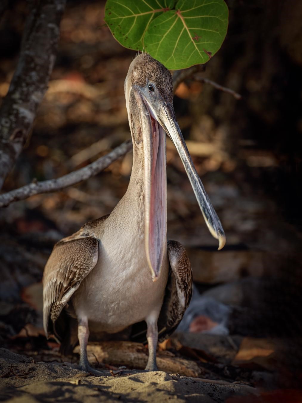 Pélican brun (*Pelecanus occidentalis*) © Fabien Lefebvre