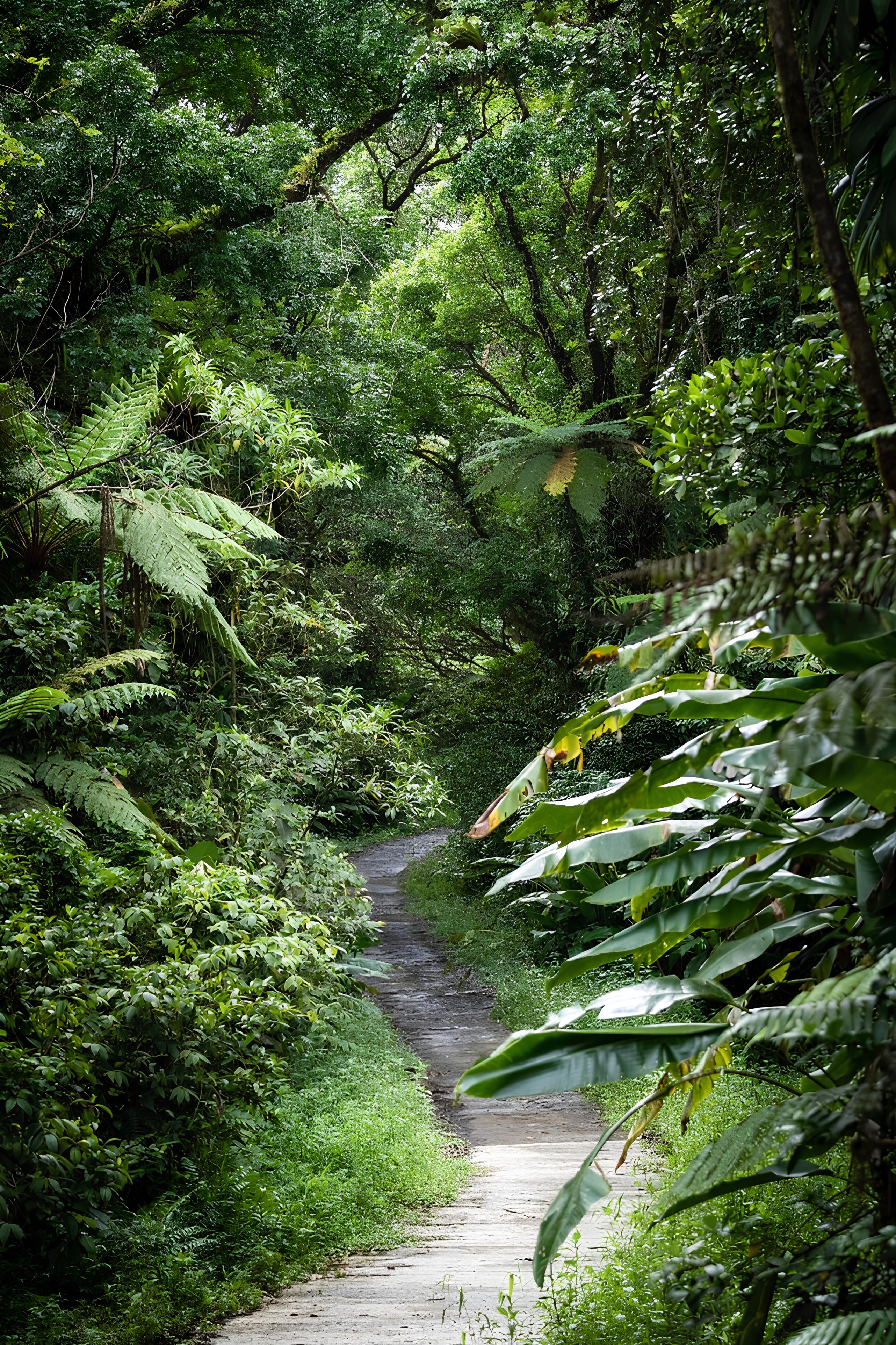 Forêt humide aux Pitons du Carbet © Fabien Lefebvre