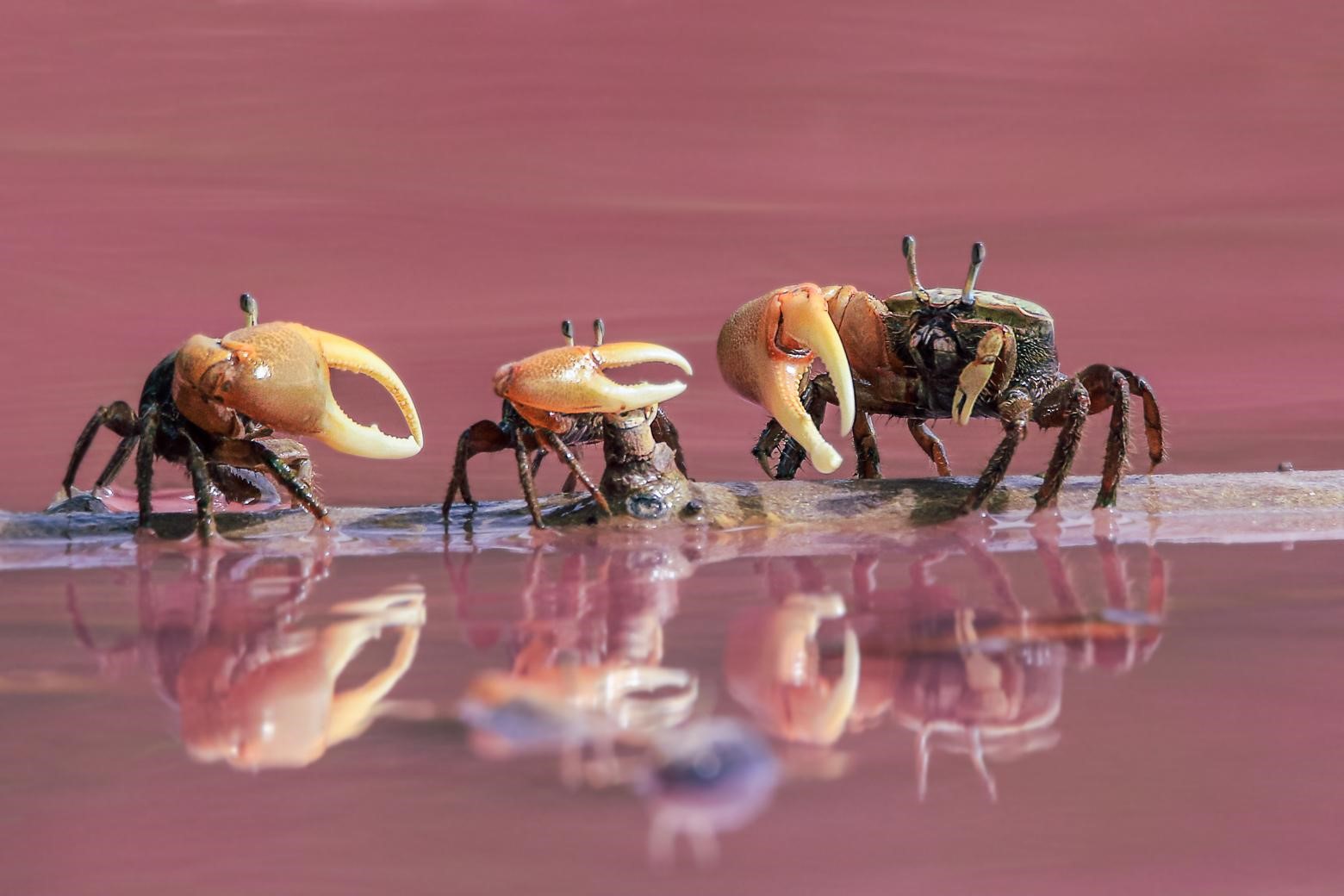 Crabe violoniste (*Minuca rapax*) dans la mangrove devenue rose © Fabien Lefebvre