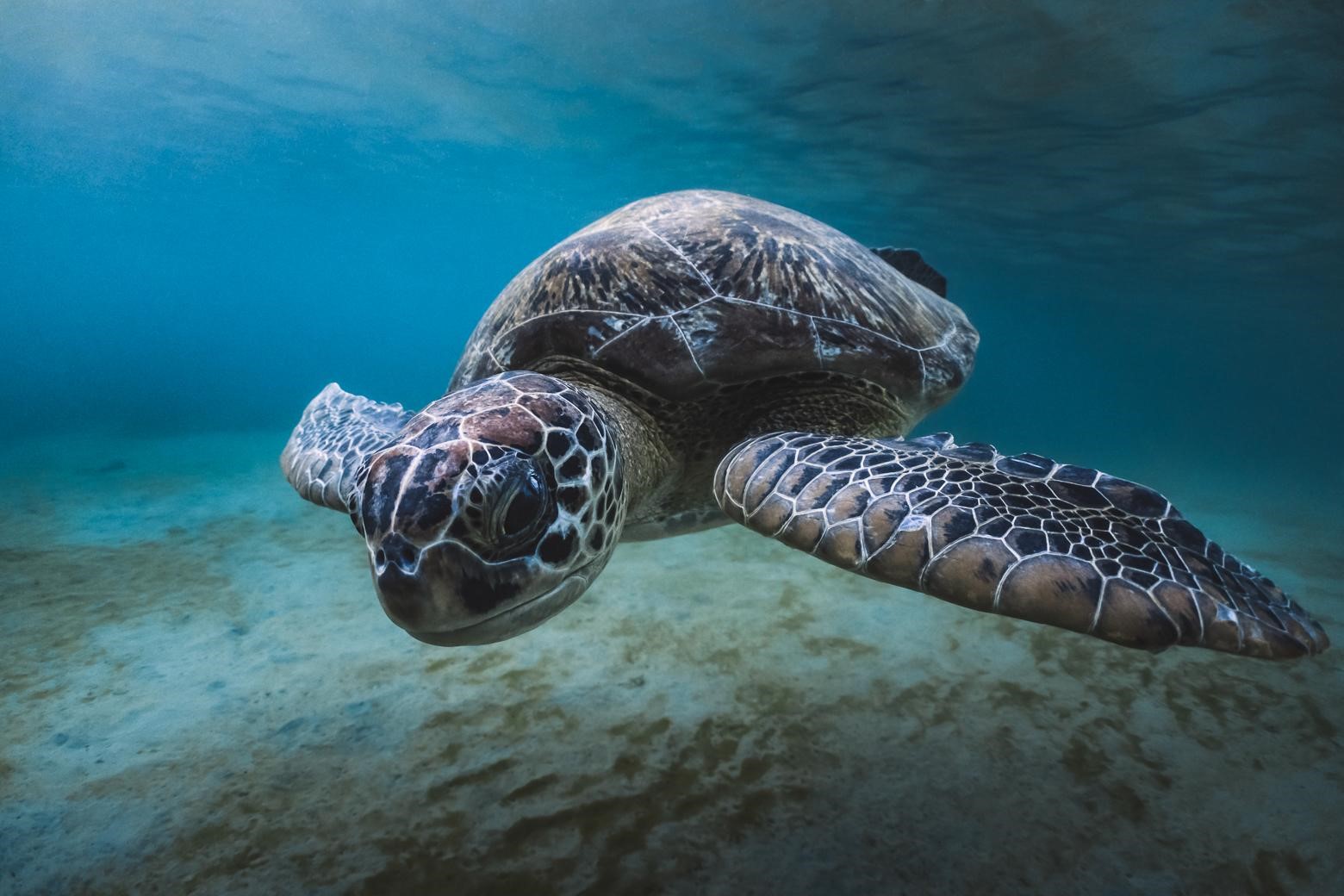 Tortue verte (*Chelonia mydas*) © Fabien Lefebvre 