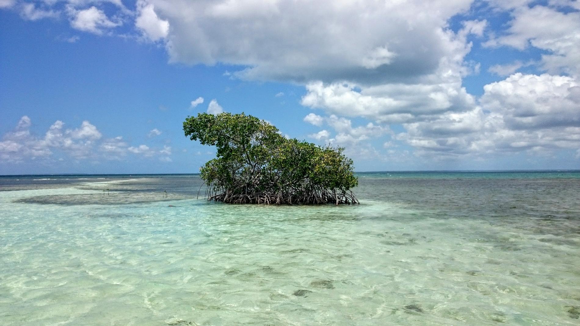 Palétuviers, baie de Grand Cul-de-Sac marin, Guadeloupe © Gaëlle Vandersarren - Comité français UICN