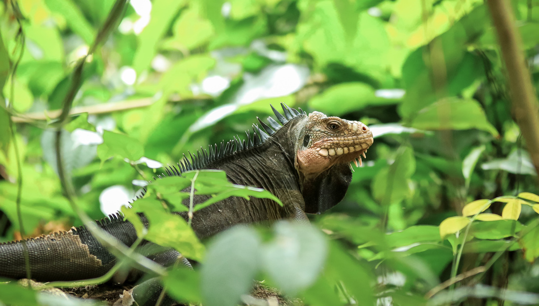 Iguane des petites Antilles, Martinique © Fabien Lefebvre - Association ACWAA