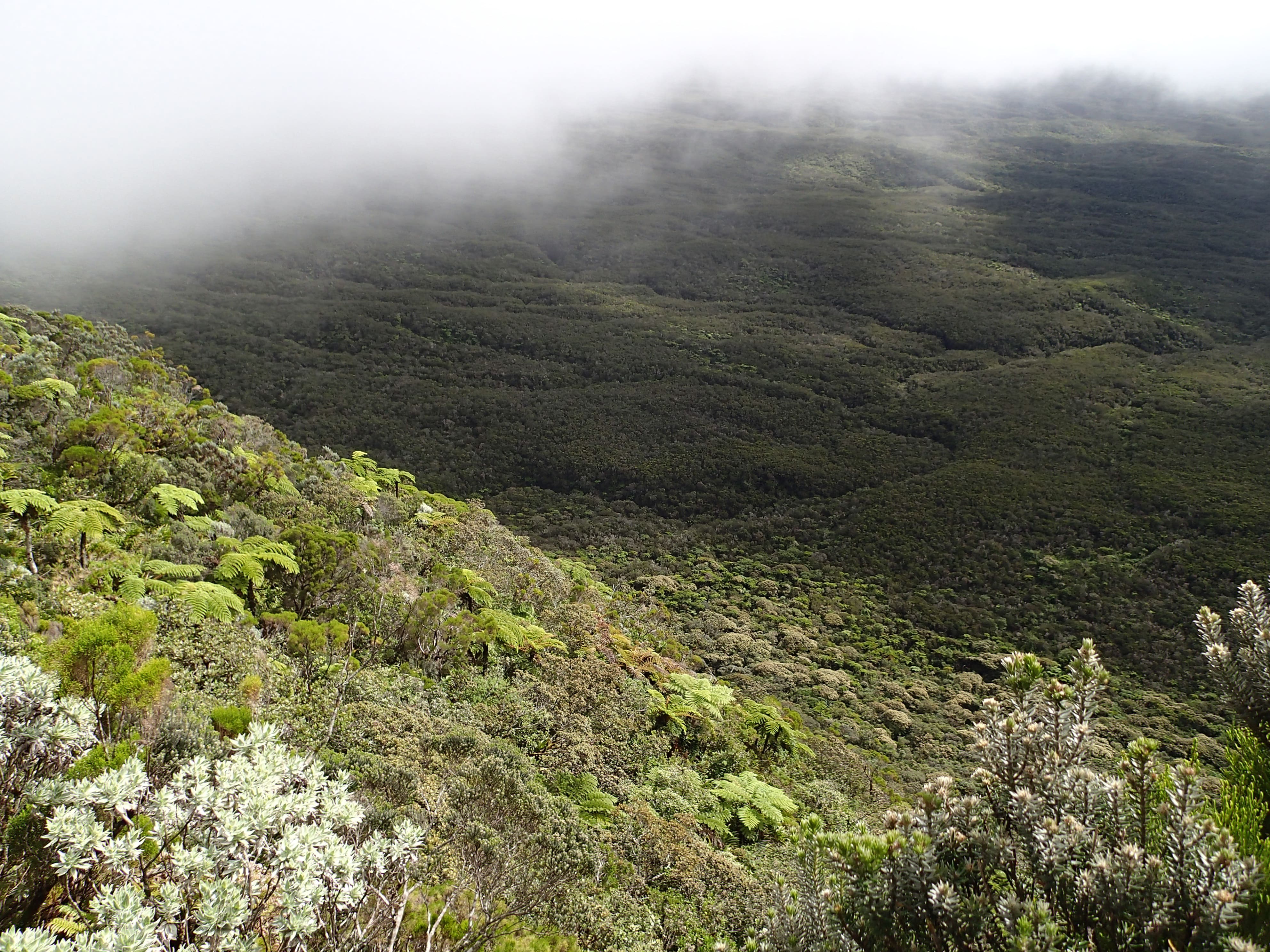 Parc national de La Réunion © Rémy Poncet