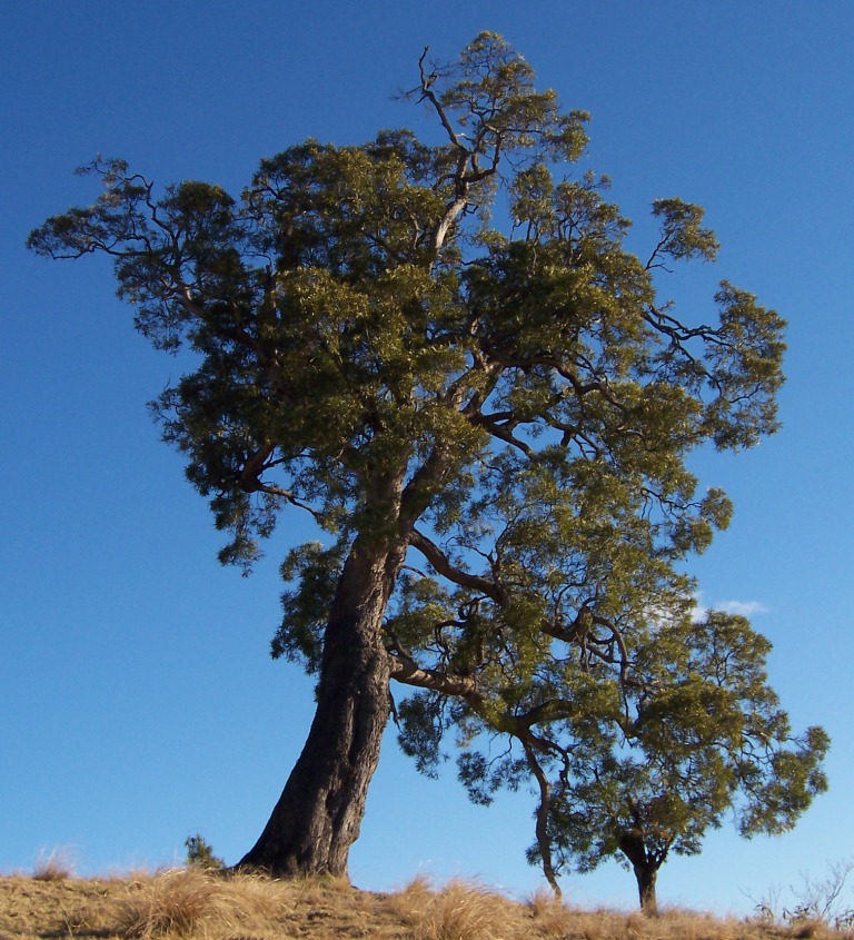 *Acacia heterophylla* © B. Navez