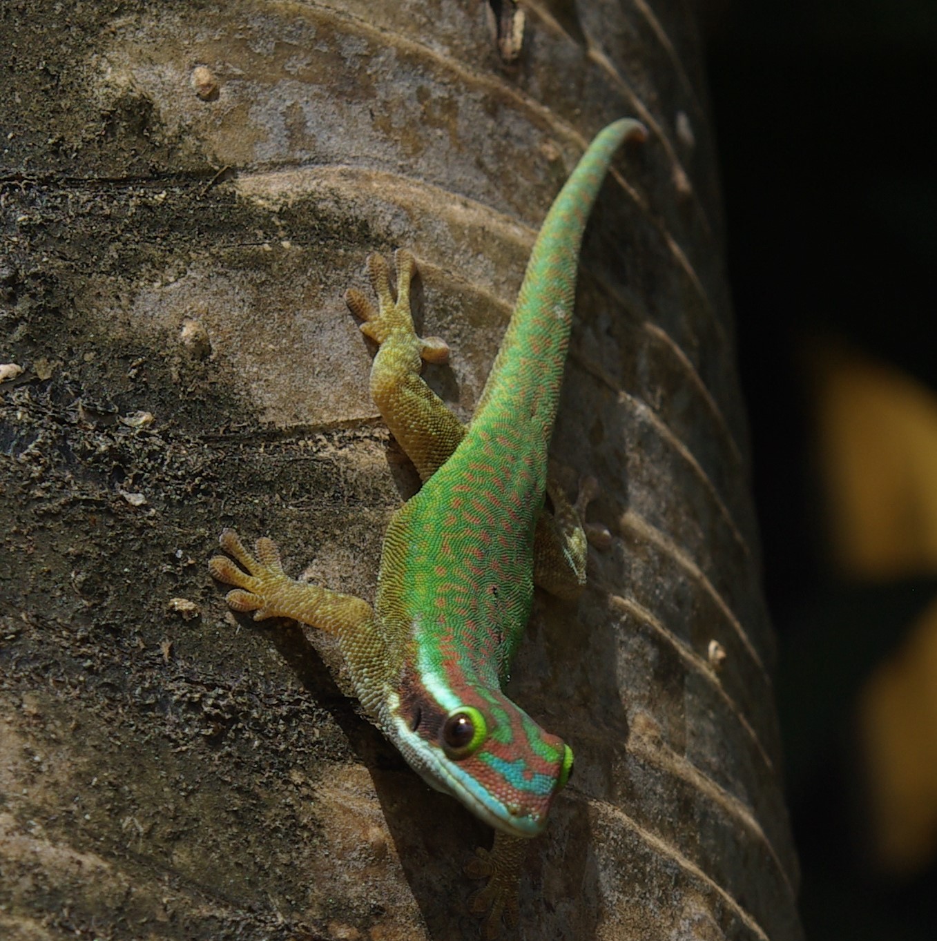 *Phelsuma inexpectata* © Philippe Gourdain