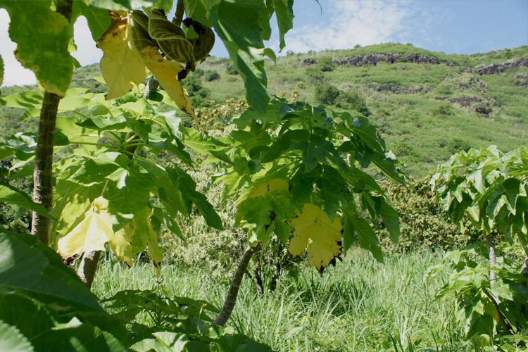 *Obetia ficifolia* © Caroline Robert / PN La Réunion