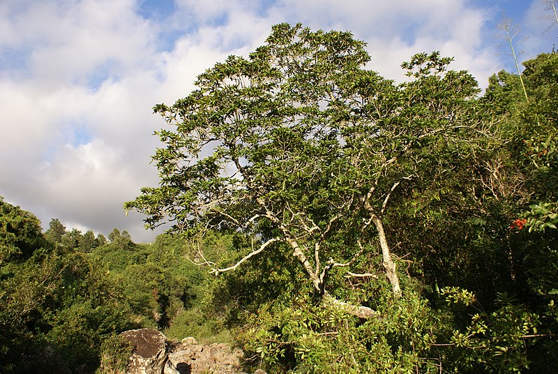 Grand Natte *Mimusops balata* dans la forêt sèche © B. Navez