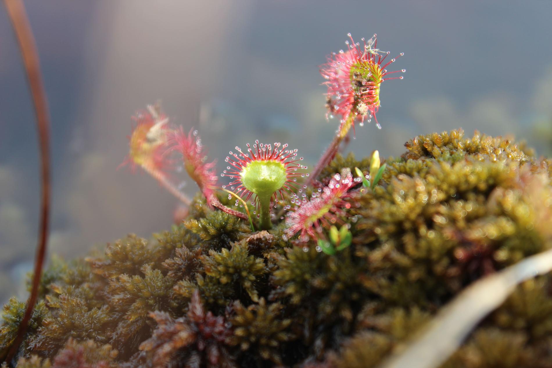 La droséra à feuilles rondes (*Drosera rotundifolia* L., 1753), plante carnivore © Pascaline Caudal