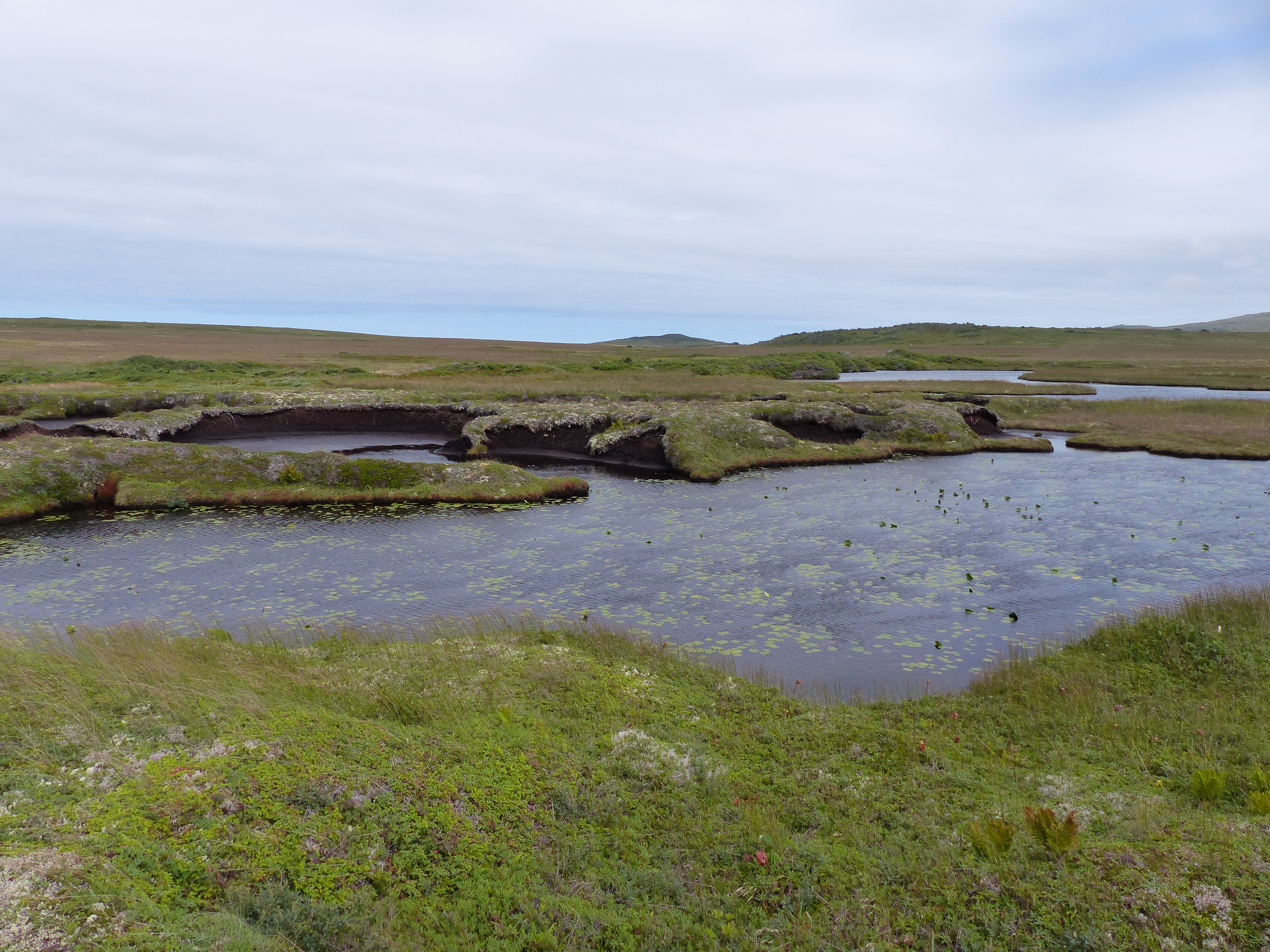 Tourbière de Saint-Pierre et Miquelon © Dominique Marguerie