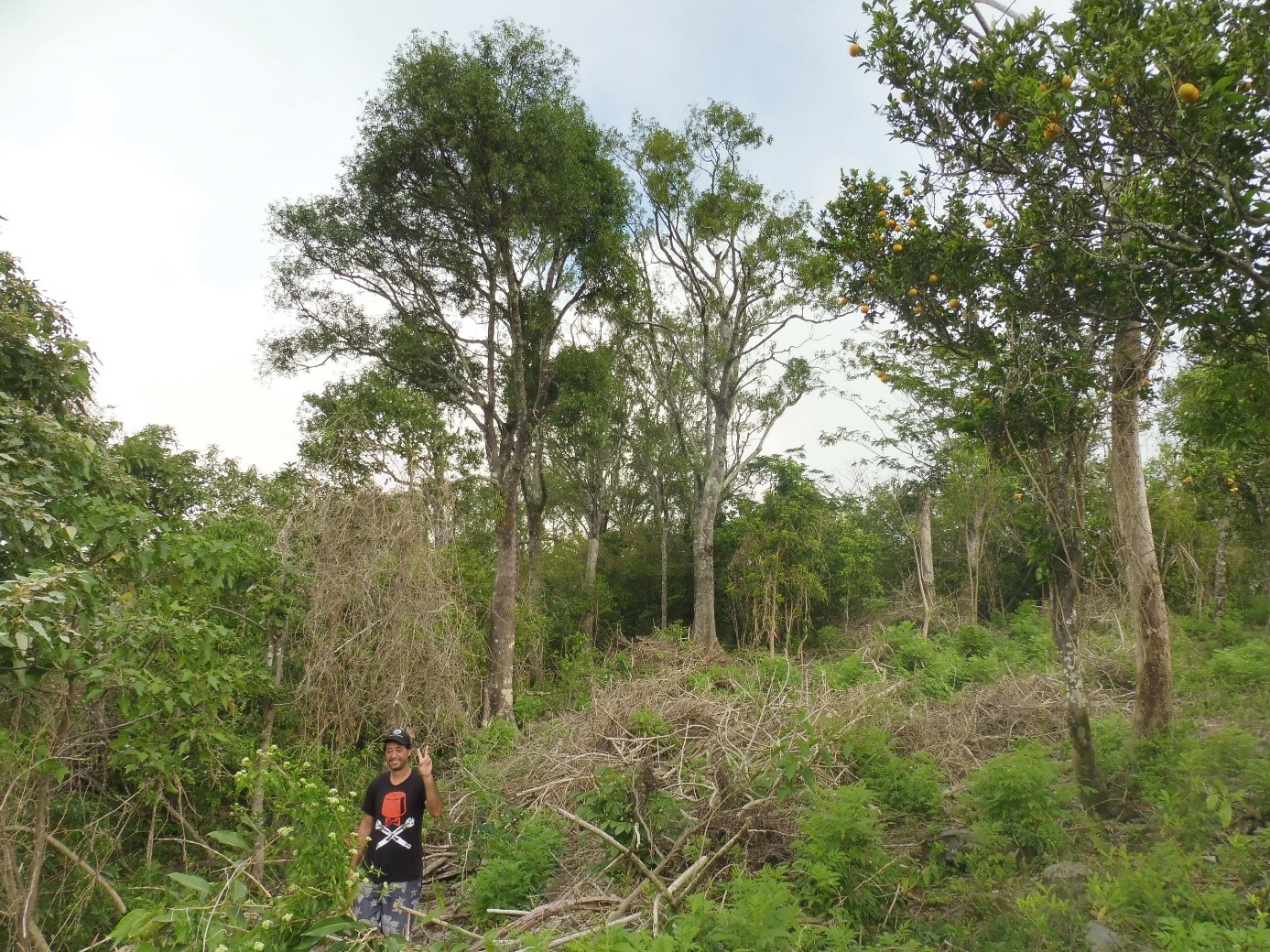 Ravahere sur la zone de conservation : on observe les lianes de la passiflore mortes et les troncs de Piti coupés suite aux interventions © Jean-Yves Hiro Meyer – Délégation à la Recherche de Polynésie française