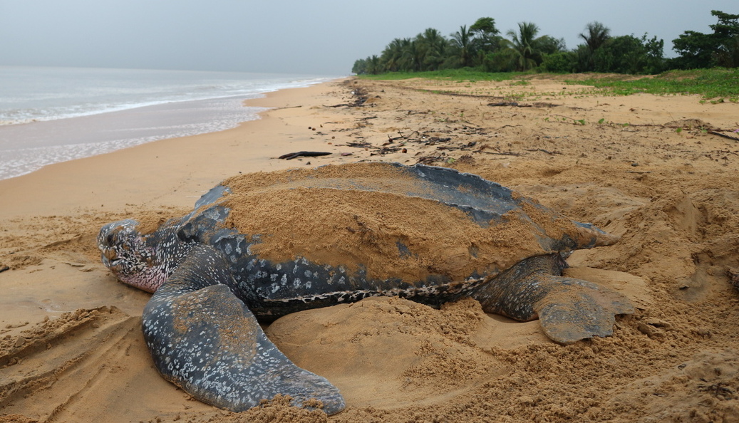 Tortue luth, Guyane © Raphael Gailhac