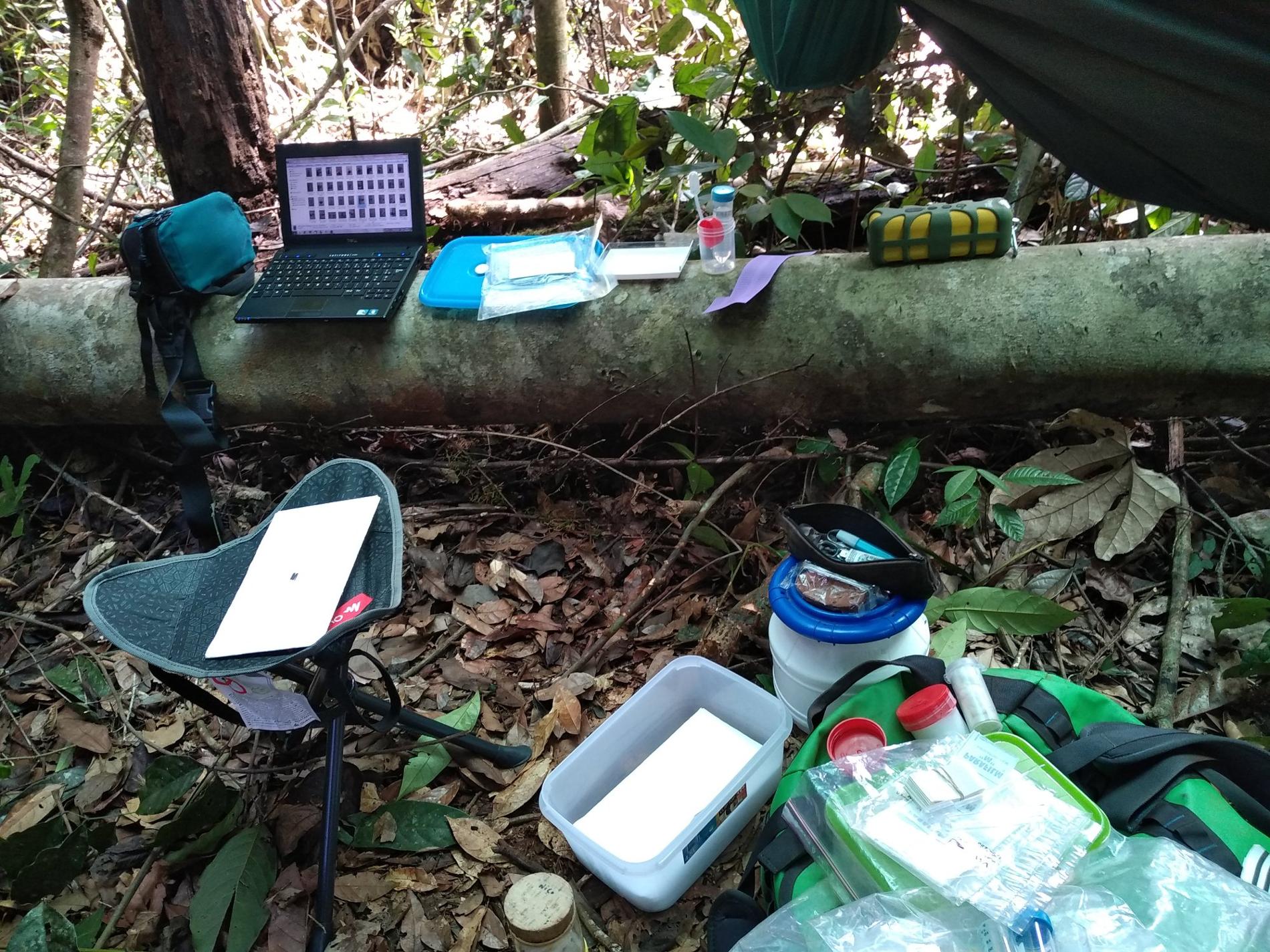 Laboratoire de terrain en forêt guyanaise © Nicolas Moulin