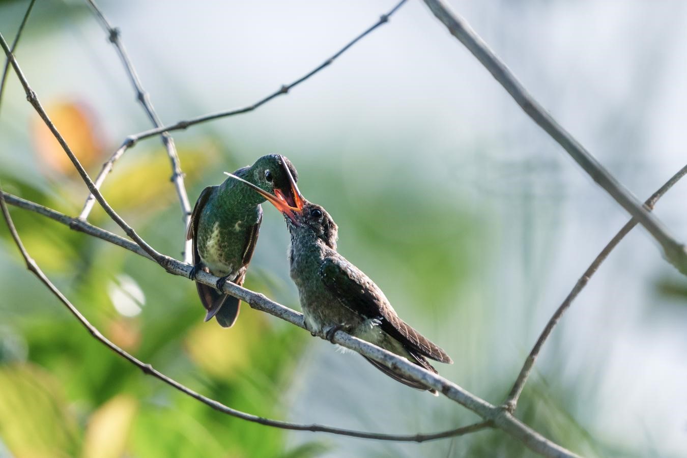 Colibris Ariane de Linnée (*Amazilia fimbriata*), femelle nourrisant son petit © Fabien Lefebvre 