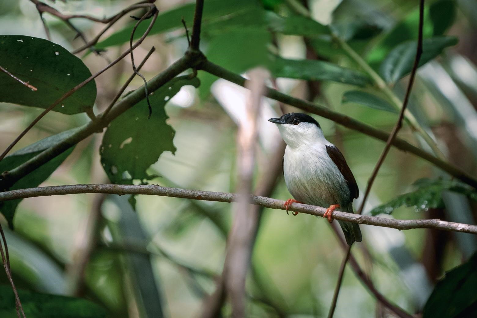 Manakin Casse-noisette (*Manacus manacus*) © Fabien Lefebvre