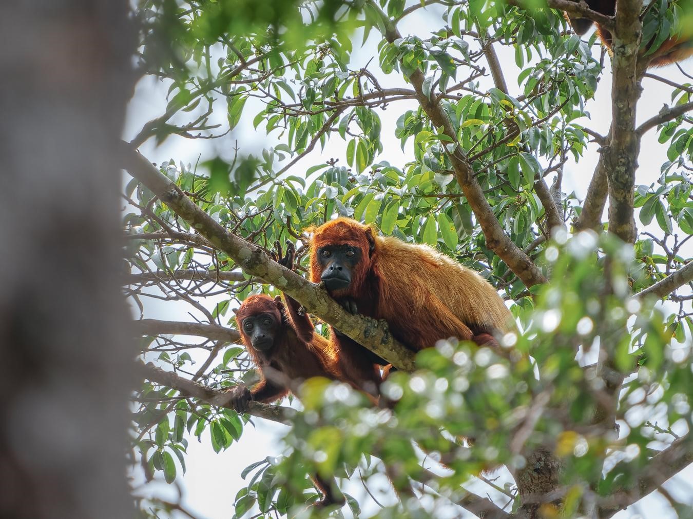 : Singes hurleurs roux (*Alouatta macconnelli*) © Fabien Lefebvre