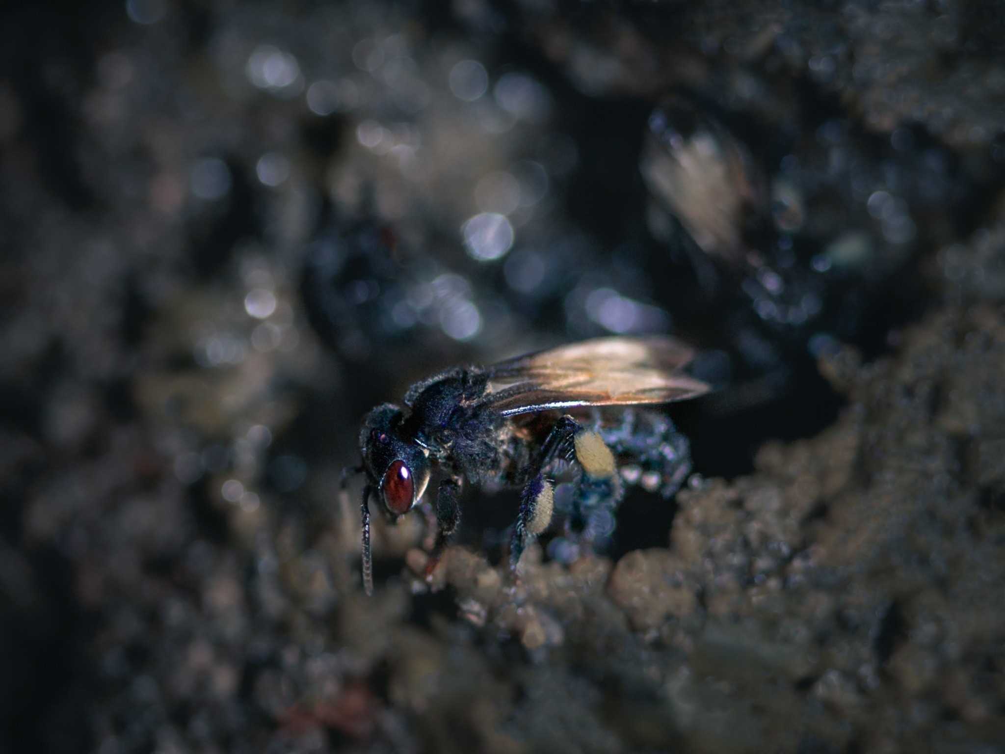 Abeille Mélipone © Fabien Lefebvre