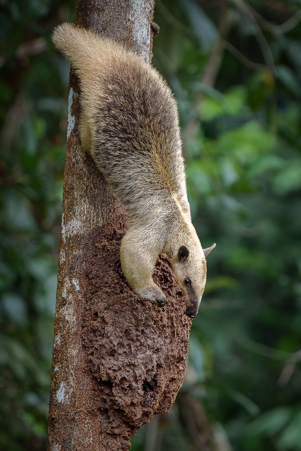 Tamandua sur une termitière (*Tamandua tetradactyla*) © Fabien Lefebvre 