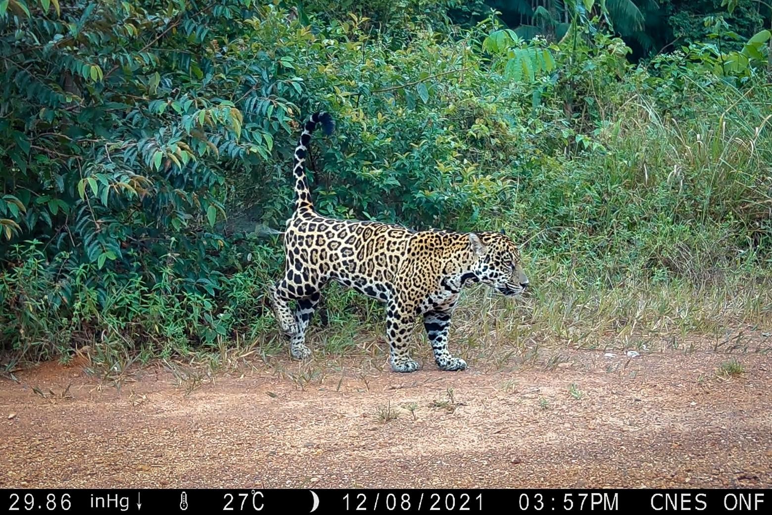 Marquage de territoire par un jaguar © Thibaut Ferrieux - Piège photo – ONF